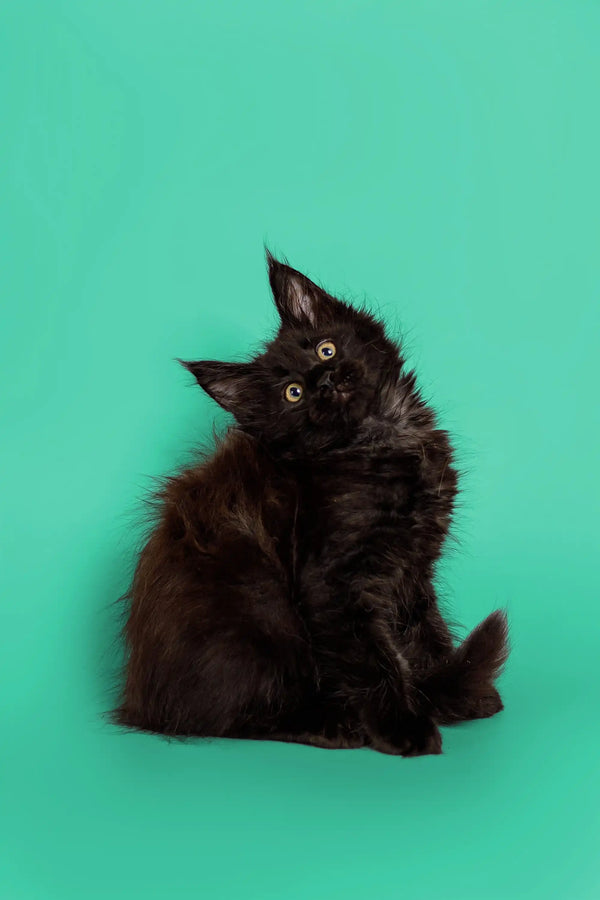Fluffy black Maine Coon kitten with bright eyes sitting upright, super adorable!