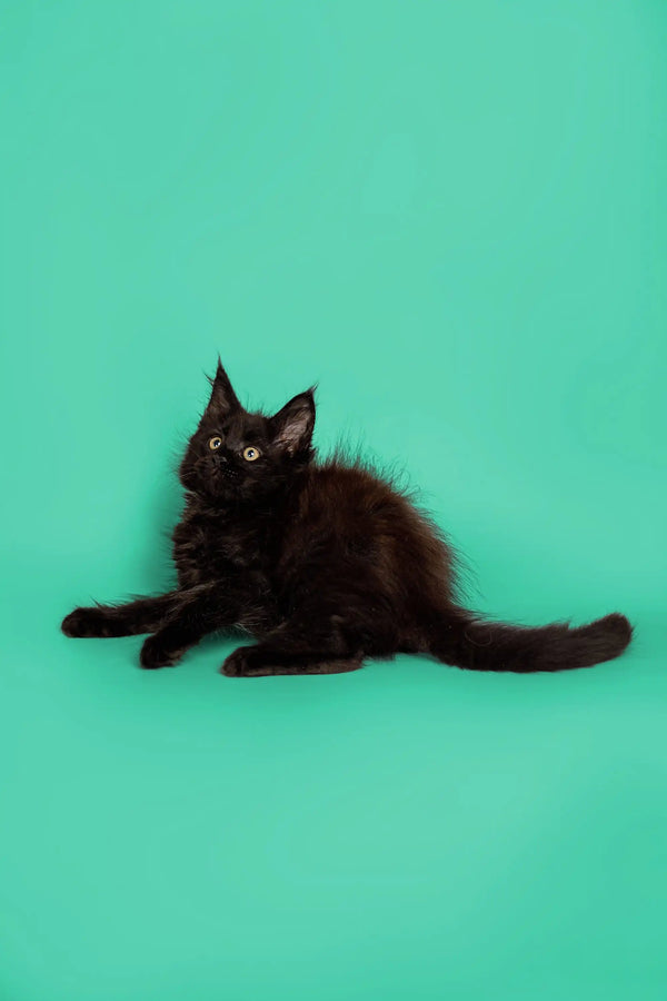 Fluffy black Maine Coon kitten lying on its side, looking adorable and playful