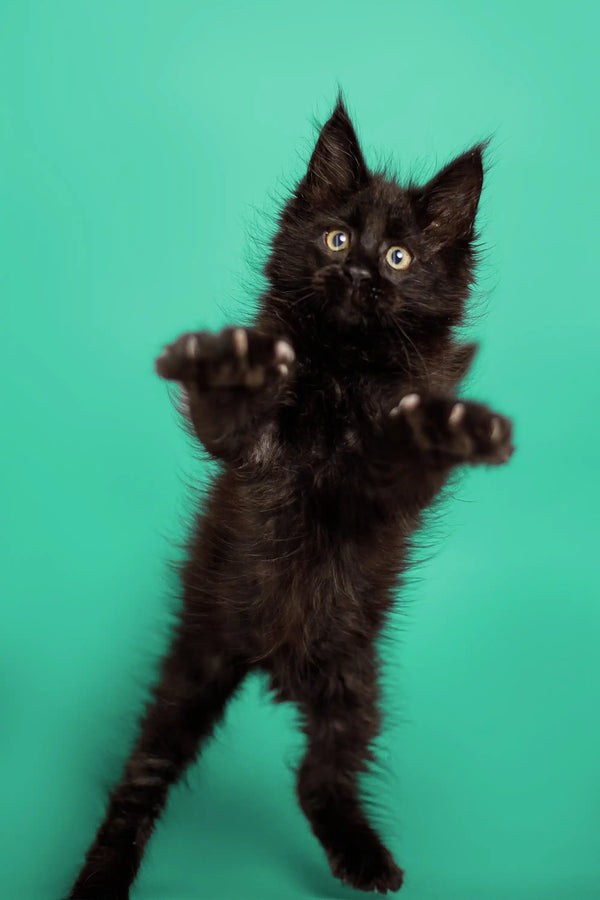 Black Maine Coon kitten standing on hind legs with paws raised, looking playful