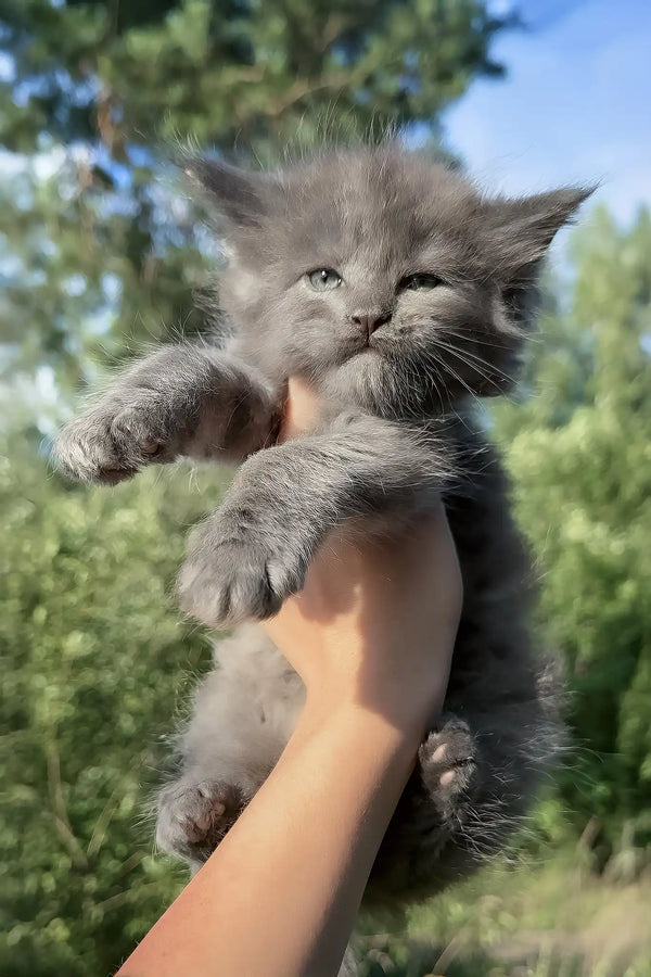 Nolan | maine coon kitten