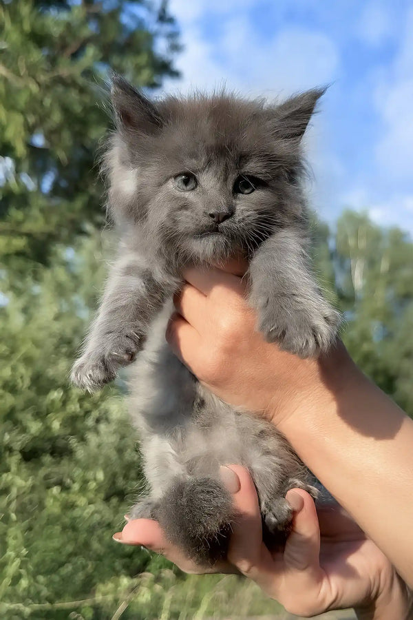 Nolan | maine coon kitten