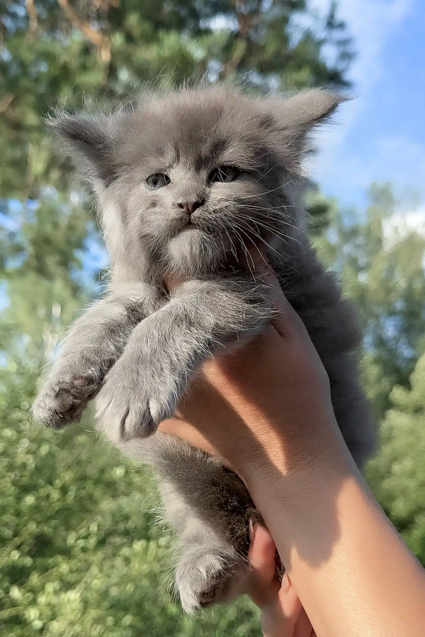 Nolan | maine coon kitten
