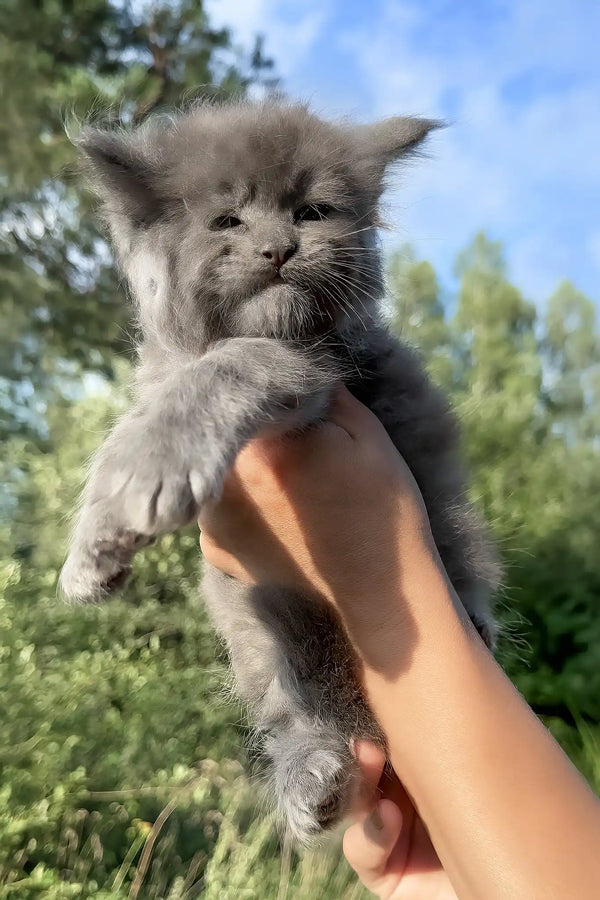 Nolan | maine coon kitten