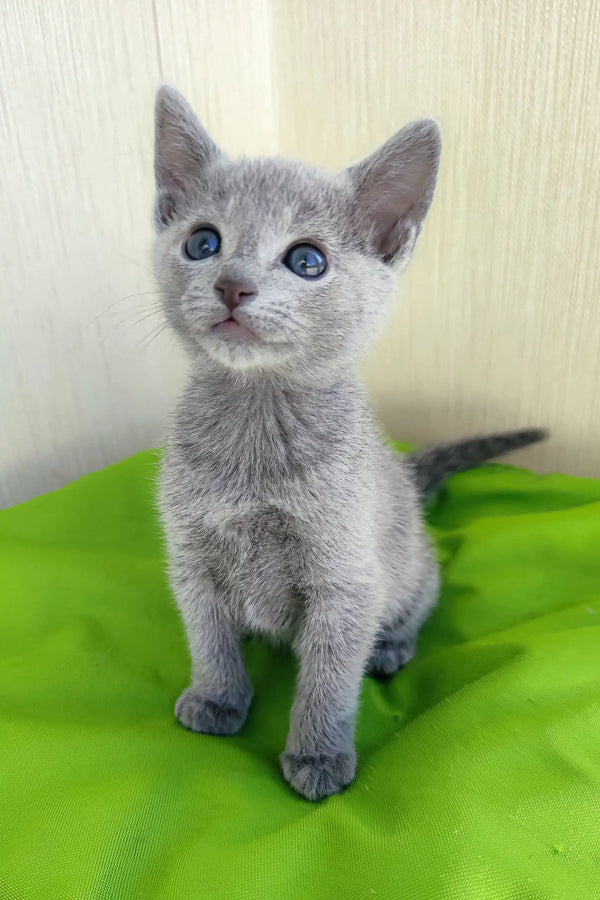 Gray kitten with blue eyes named Norbert from Russian Blue breed