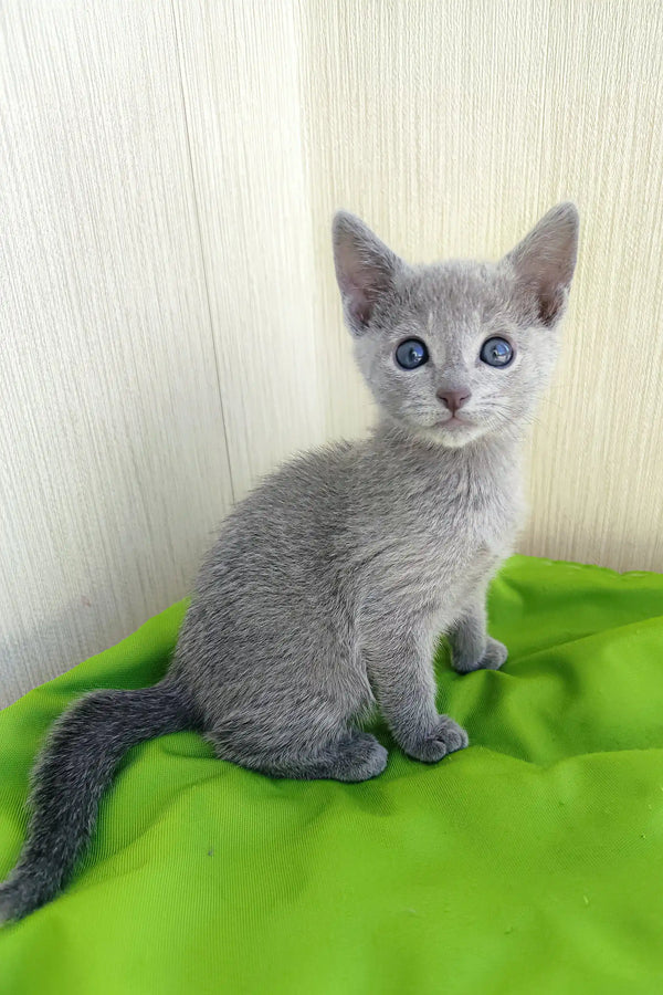 Gray Russian Blue kitten named Norbert with stunning blue eyes