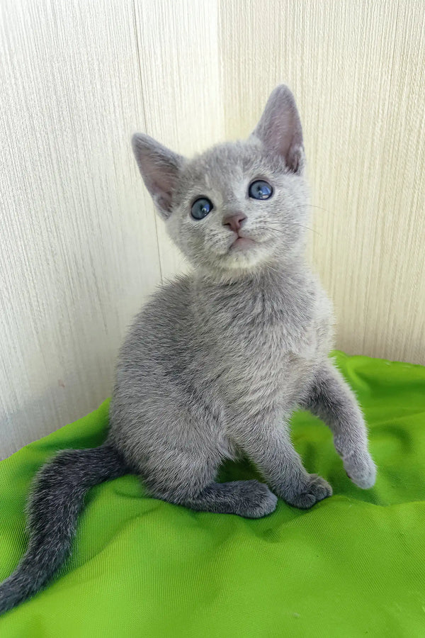 Gray kitten with striking blue eyes in the Norbert Russian Blue Kitten product
