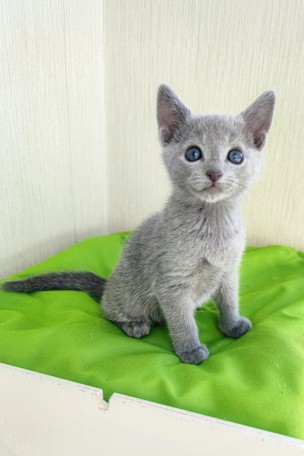 Cute Gray kitten with blue eyes in the Norbert Russian Blue Kitten product