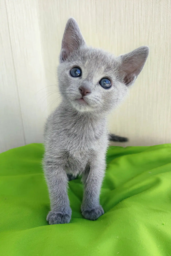 Adorable Gray kitten named Norbert with stunning blue eyes, perfect for pet lovers