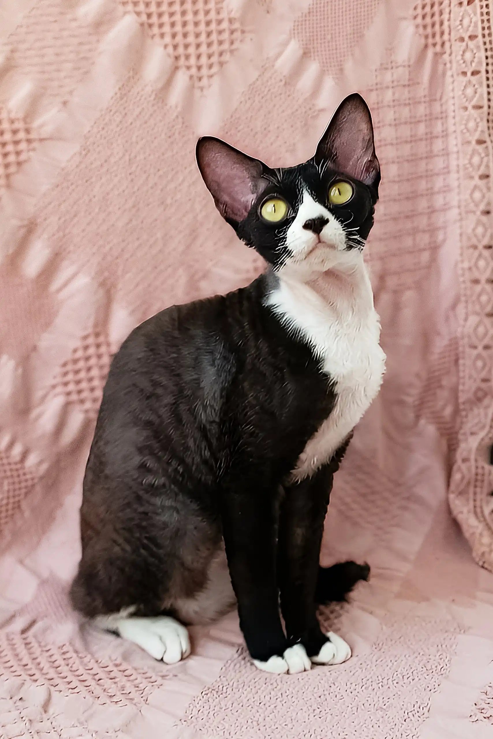 Oda Devon Rex Kitten Your Playful Future Friend