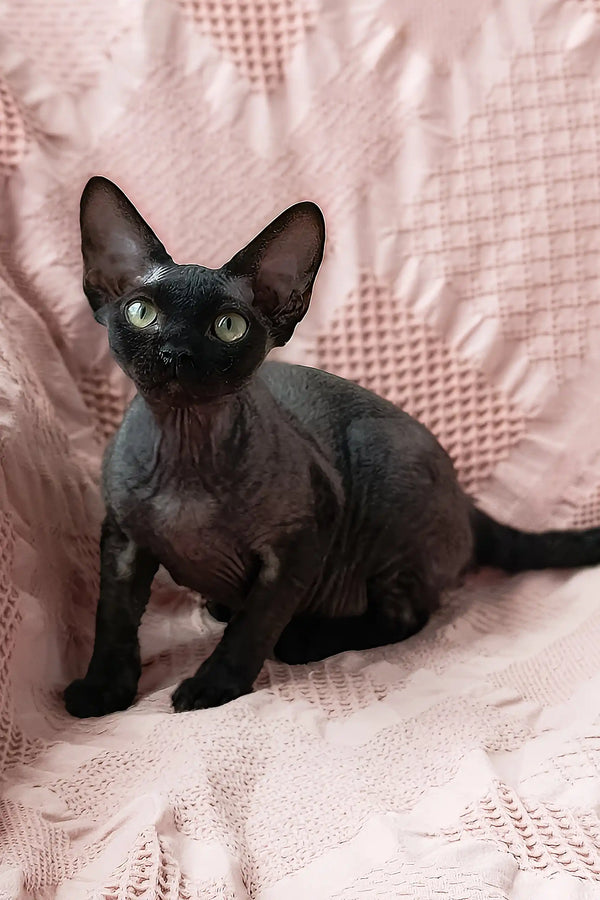 Odetta | devon rex kitten