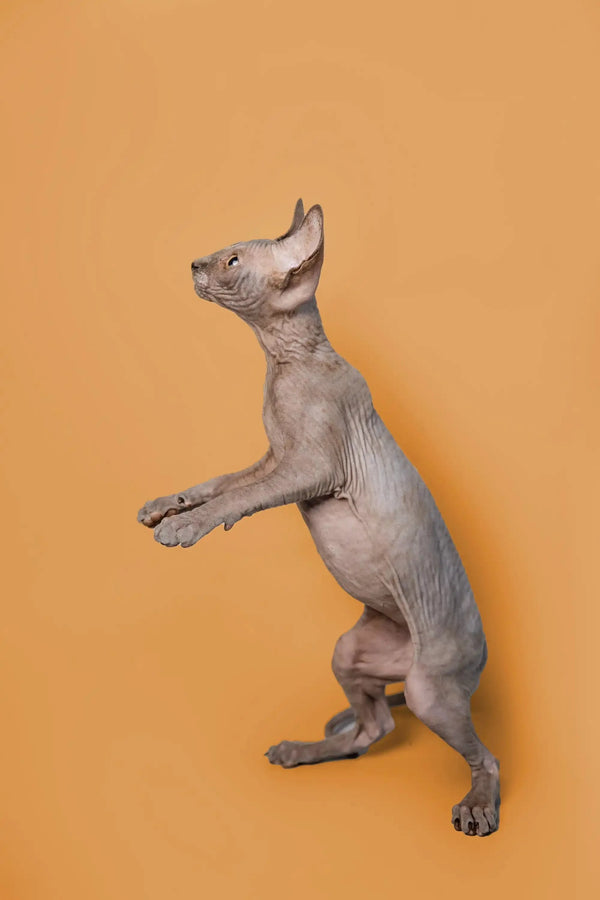 Adorable male Sphynx kitten standing on hind legs against an orange background