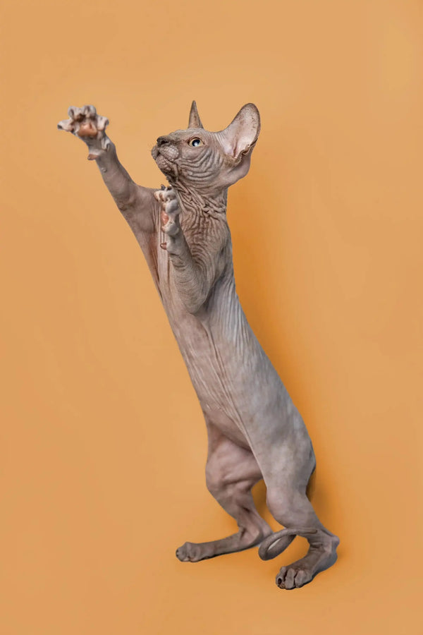 Adorable male Sphynx kitten Odie standing on hind legs with one paw raised
