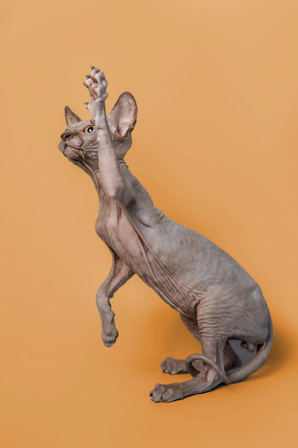 Adorable male Sphynx kitten Odie sitting upright with one paw raised