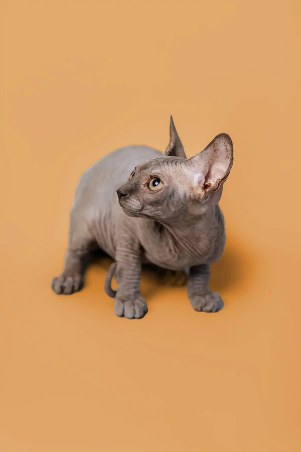 Adorable male Sphynx kitten Odie with wrinkled gray skin and big ears