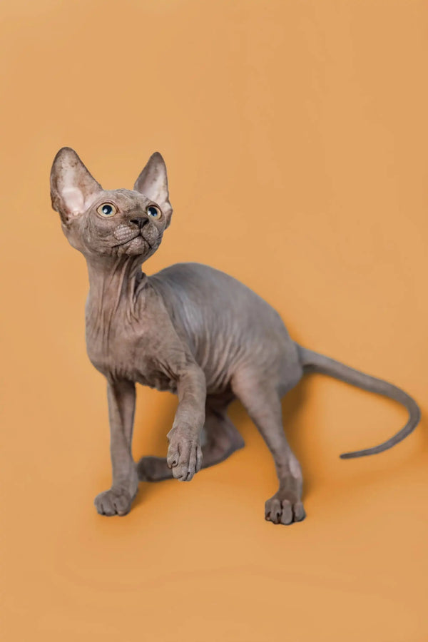 Adorable male Sphynx kitten Odie with large ears and wrinkled skin