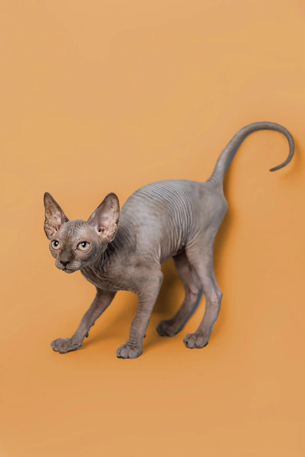Adorable male Sphynx kitten with wrinkled gray skin and big ears, named Odie