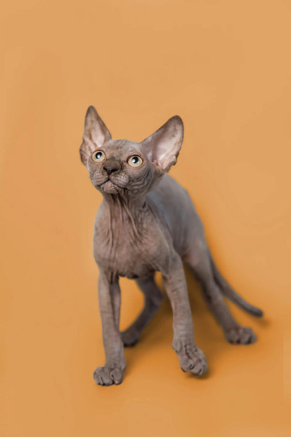 Adorable male Sphynx kitten with big ears posing on vibrant orange background
