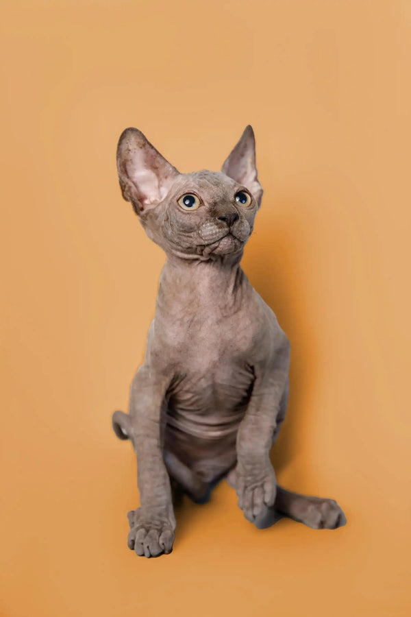 Adorable male Sphynx kitten Odie sitting upright with large ears and gray skin