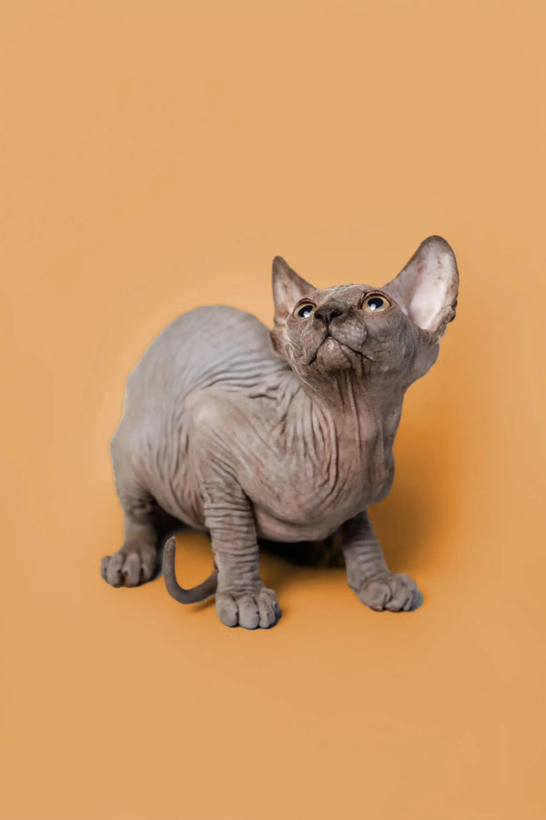 Adorable male Sphynx kitten Odie with wrinkled gray skin and big ears