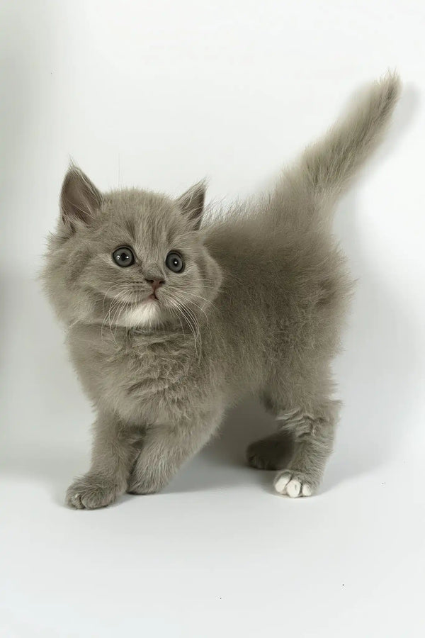 Odin | british longhair kitten