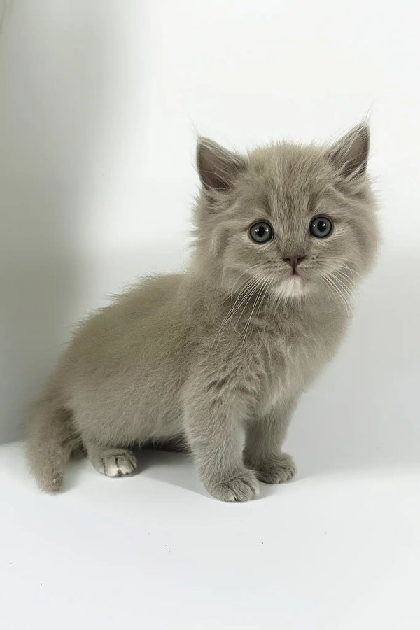 Odin | british longhair kitten