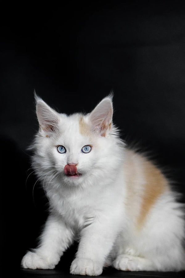White Maine Coon kitten Odin with blue eyes and a cute pink tongue sticking out
