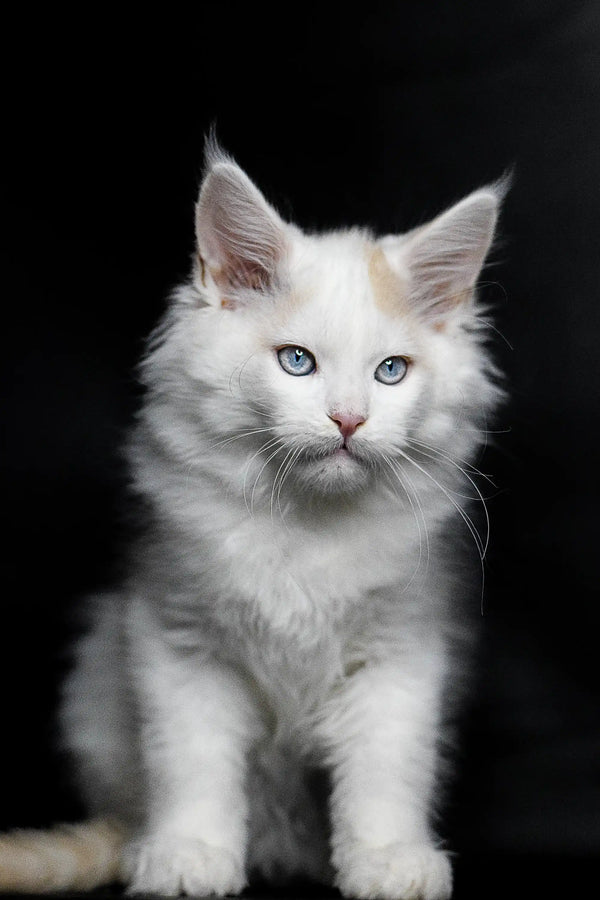 White fluffy Maine Coon kitten with striking blue eyes named Odin