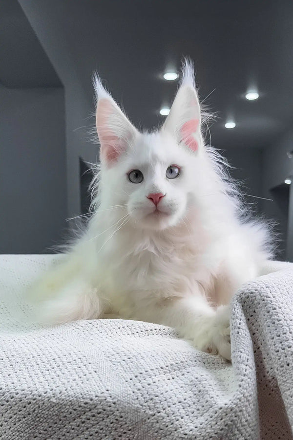 Officer | maine coon kitten