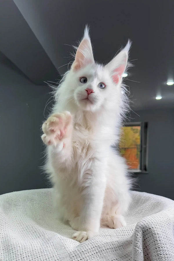 Officer | maine coon kitten