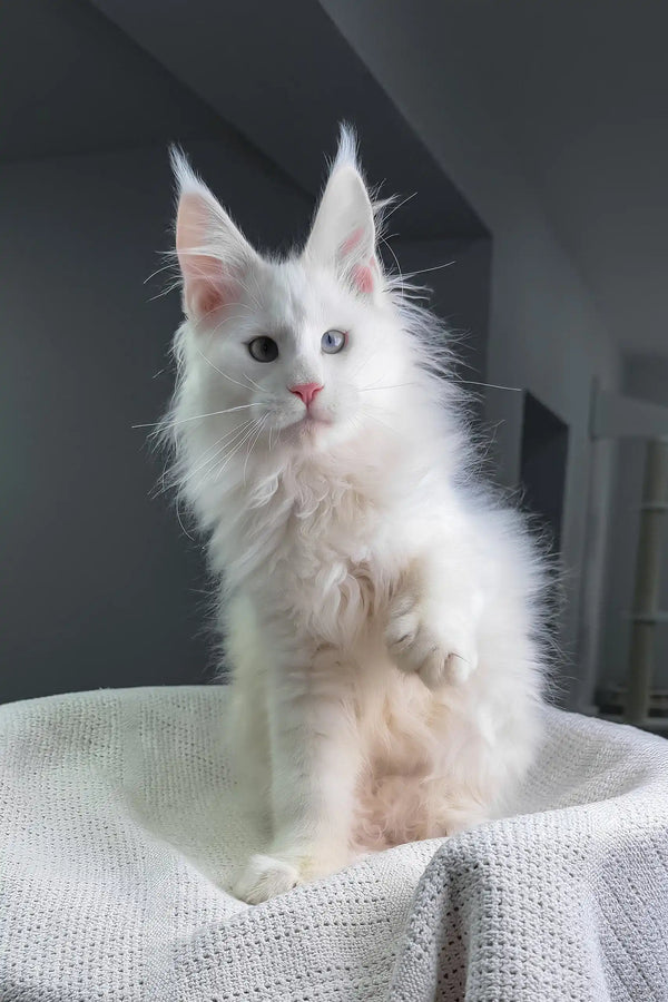 Officer | maine coon kitten