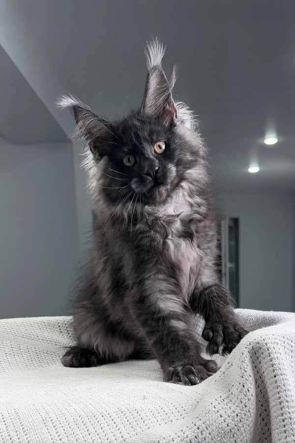 Gray Maine Coon kitten from the Ofreus Polydactyl Maine Coon Kitten collection