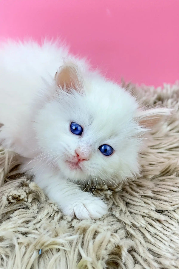 Adorable White Kitten Olaf with blue eyes and a pink nose, perfect Siberian cutie