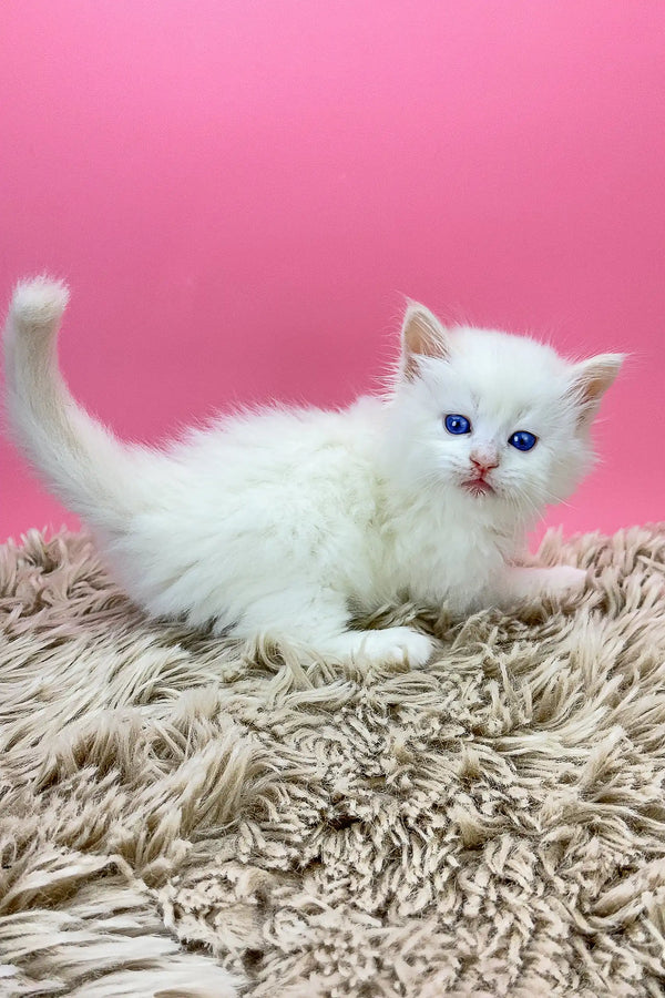 White fluffy Olaf the Siberian Kitten with blue eyes lounging on a cozy rug