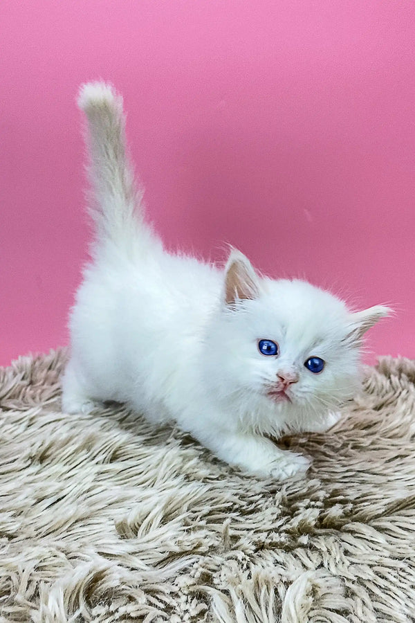 Fluffy White Persian kitten with blue eyes, perfect for any Siberian Kitten lover