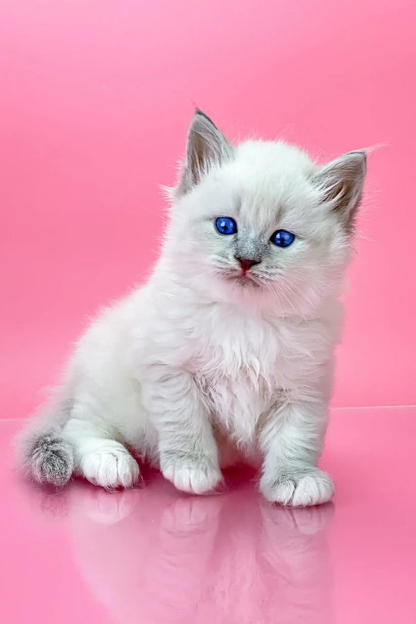 White Ragdoll kitten with blue eyes featured in Oliver Siberian Kitten product