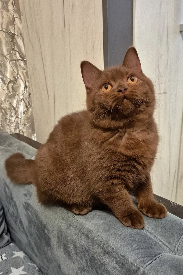 Olivia | british shorthair kitten