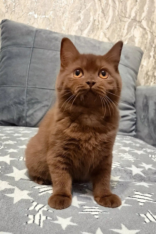 Olivia | british shorthair kitten