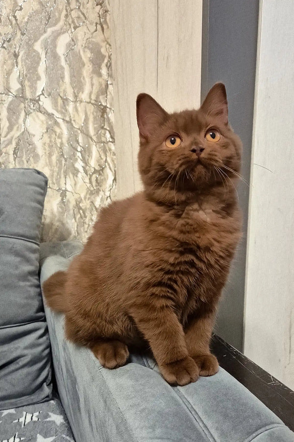 Olivia | british shorthair kitten