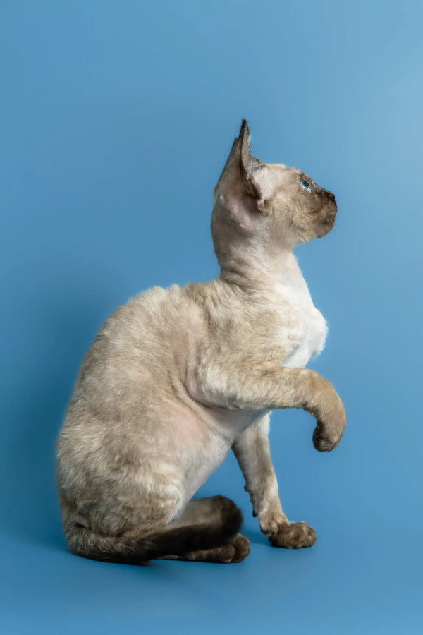 Olivia | devon rex kitten
