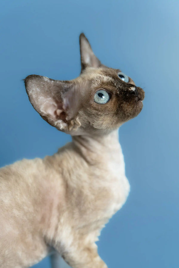Olivia | devon rex kitten