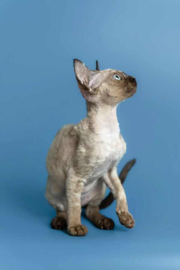 Olivia | devon rex kitten