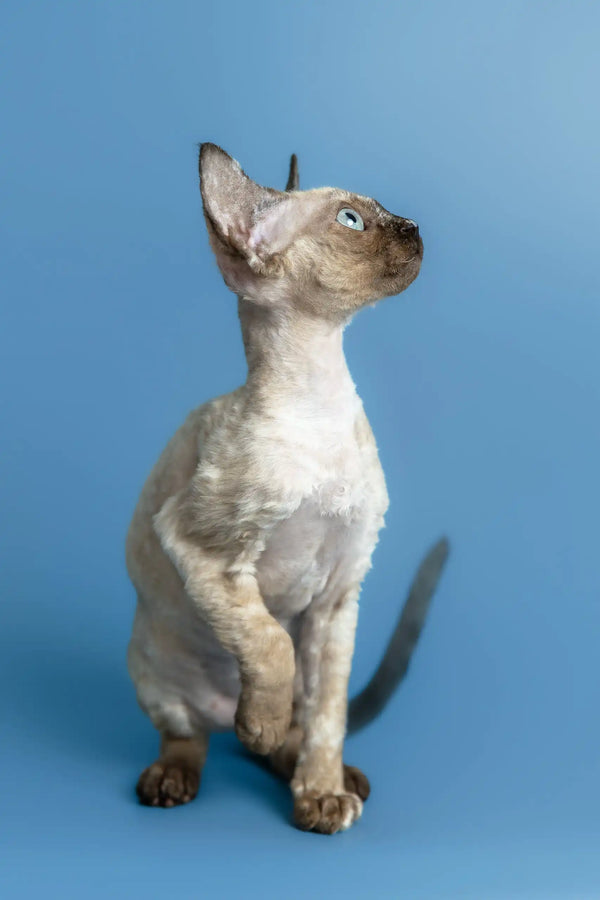 Olivia | devon rex kitten