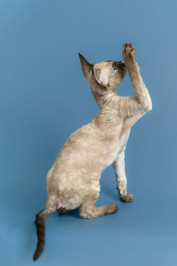 Olivia | devon rex kitten