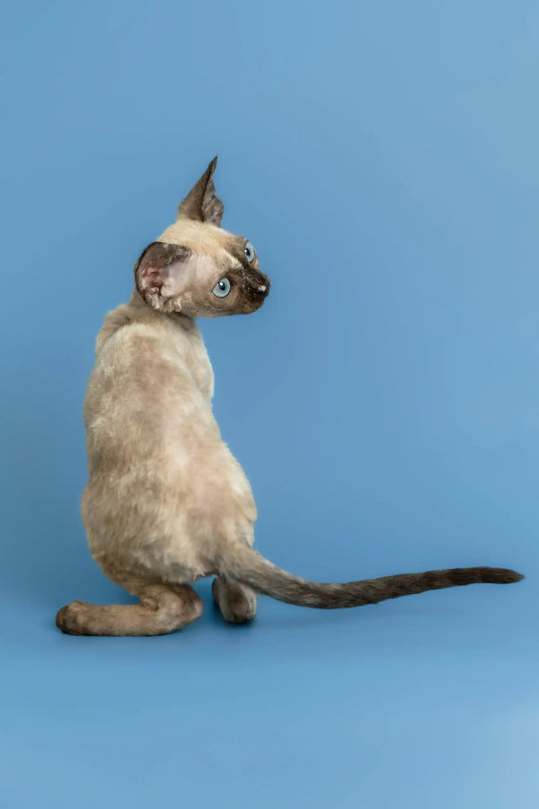 Olivia | devon rex kitten