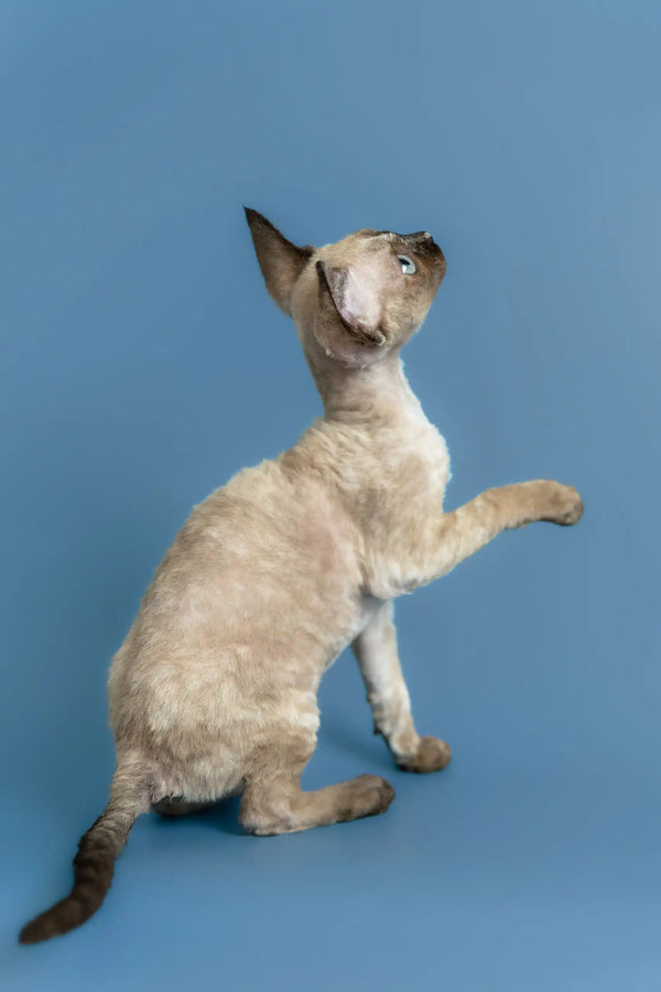 Olivia | devon rex kitten