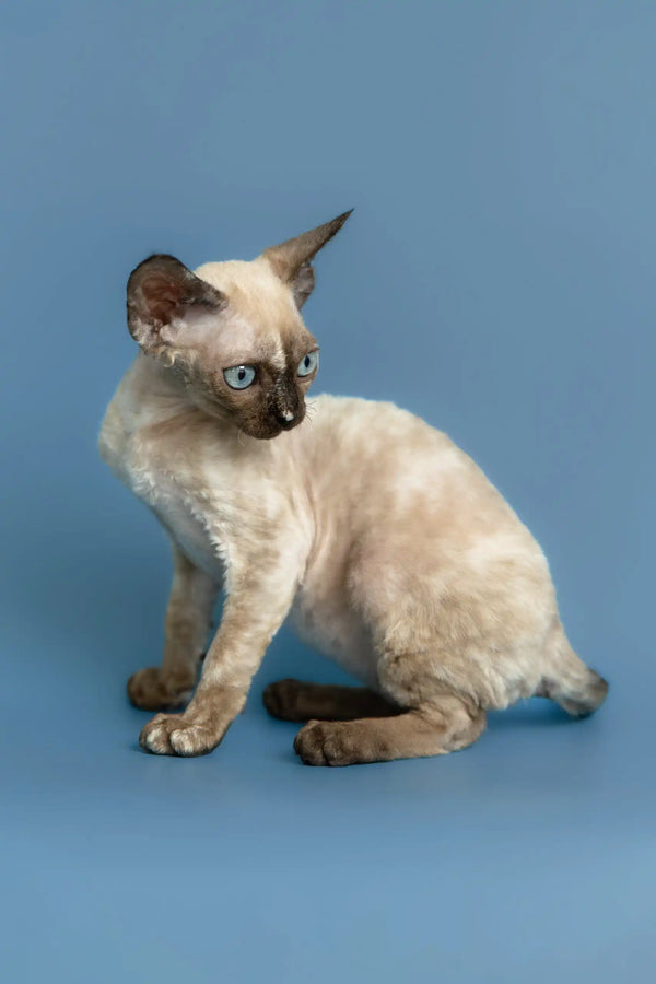 Olivia | devon rex kitten