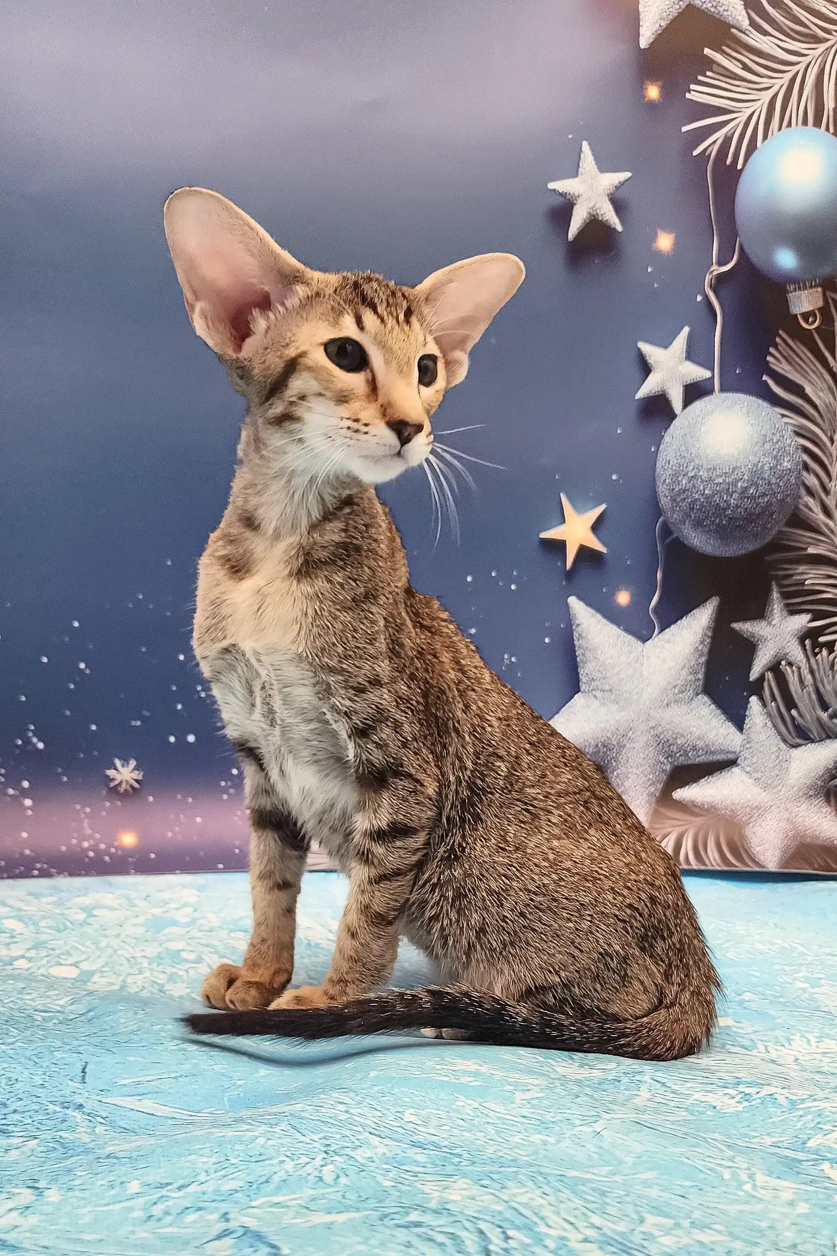 Animal Cats With Long Legs And Big Ears Oriental Shorthair Cat