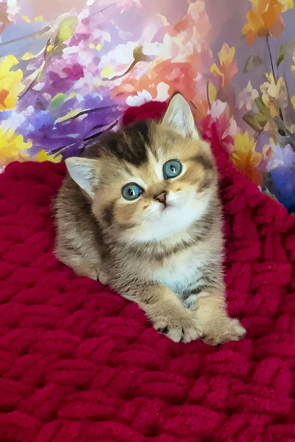 Olivia | scottish straight kitten
