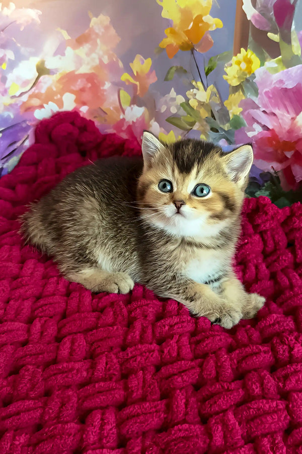 Olivia | scottish straight kitten