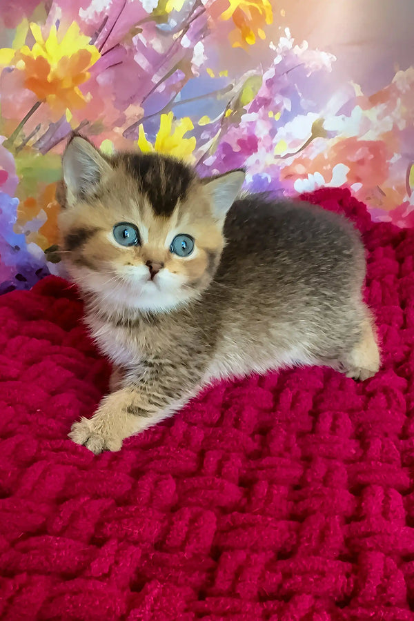 Olivia | scottish straight kitten